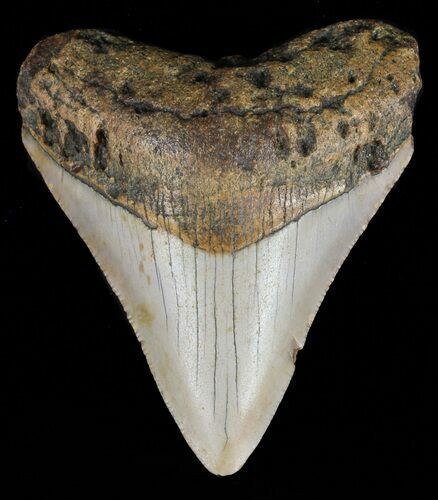 Juvenile Megalodon Tooth - North Carolina #59162